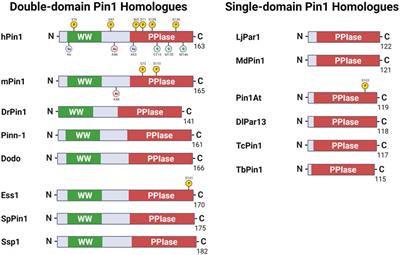 The kingdom of the prolyl-isomerase Pin1: The structural and functional convergence and divergence of Pin1